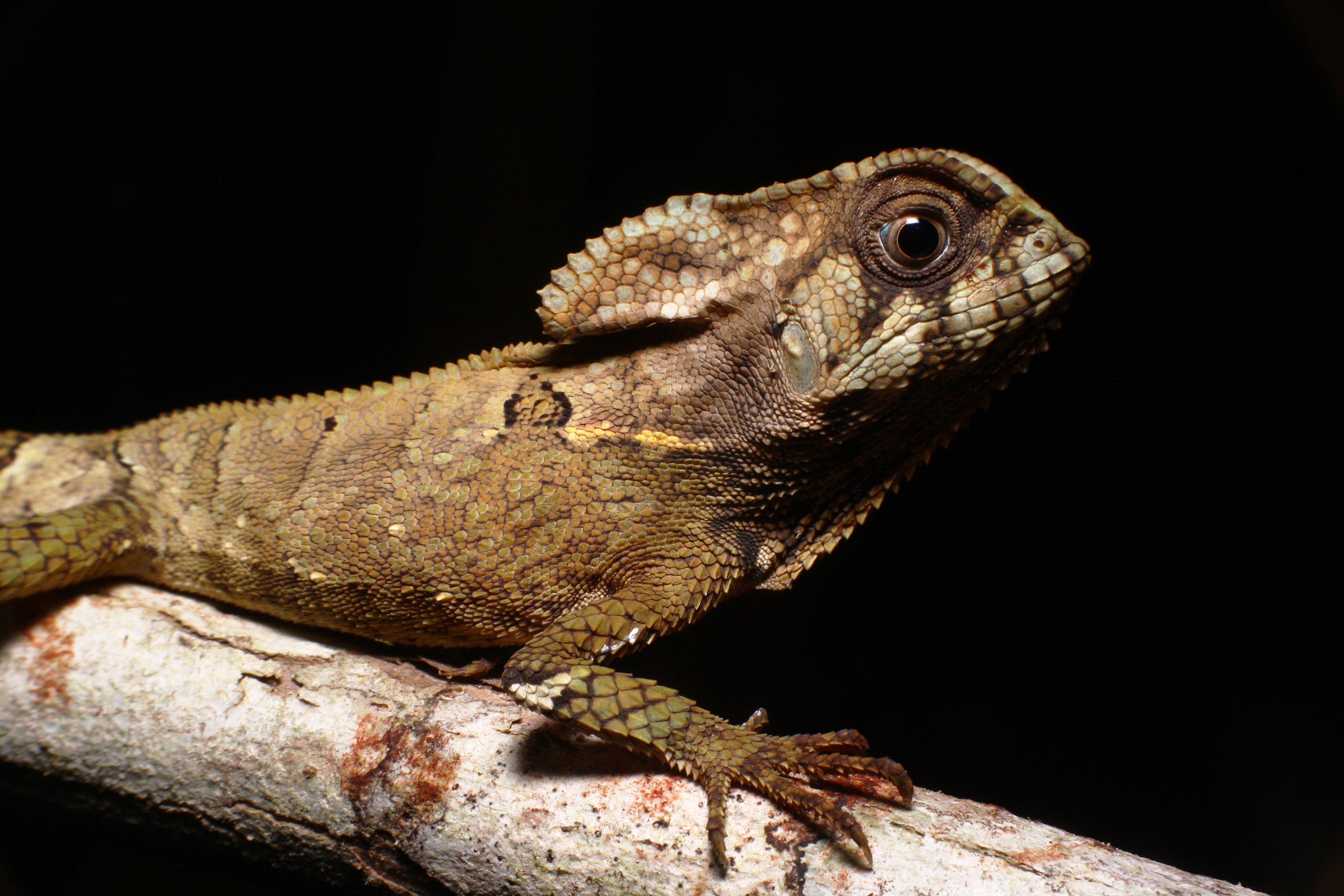 Reptiles of Magdalena Herping Tour?>